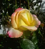 Sommer 2009 588 v.webp