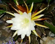 IMGP2786 2009-08-17 epiphyllum 1b.webp
