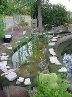 2008_0807Teich8080001 [800x600].webp
