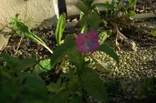 DSC_0071.webp