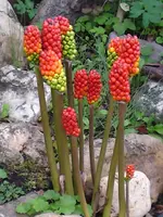 DSC00013.webp