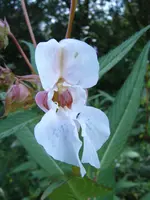 S4300013.webp S4300013.webp
