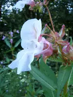 S4300012.webp S4300012.webp