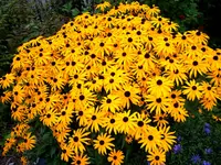S4300004.webp