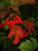 S4300096.webp