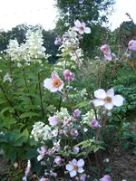 S4300070.webp