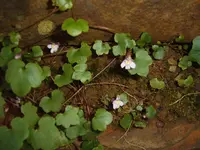 S4300090.webp