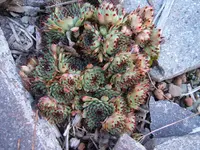 S4300106.webp