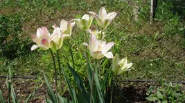 mai 2009 017.webp