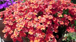 mai 2009 038.webp