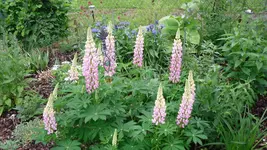 mai 2009 072.webp