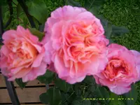 DSCI1624.webp