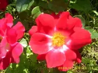 JD500253.webp