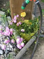 garten 09 002.webp