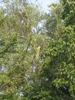 garten 09 003.webp