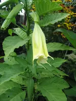 garten 09 006.webp