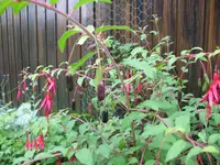 17.08.09 007.webp