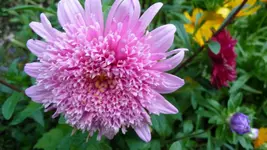 K800_P1020817.webp