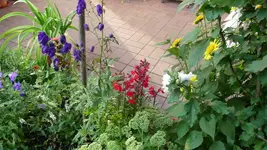 K800_P1020835.webp