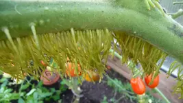 K800_P1020822.webp