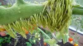 K800_P1020823.webp