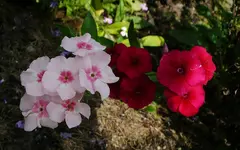 Blumensamenmischung 2.webp