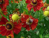 Helenium.webp