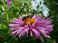 Hohe Aster mit Biene.webp