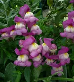 7222.webp