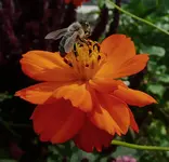 Orangencosmee.webp