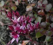 Sedum rotblättrig.webp
