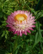 Strohblume rosa.webp