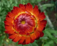 Strohblume rot.webp