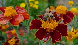 Tagetes in Rottönen.webp