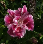 weißrosa Blume Malve.webp