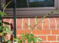 Rose_1.webp