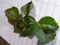 Rose_2.webp
