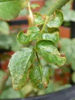 Rose_3.webp
