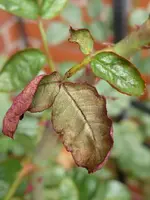 Rose_4.webp