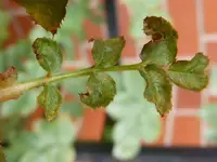 Rose_5.webp