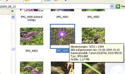 IMG_4884 Dateiauszug Trichterwinde.webp