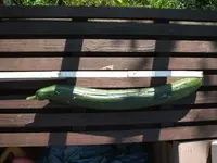 Garten 08.09 012.webp