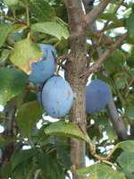 Garten 08.09 013.webp