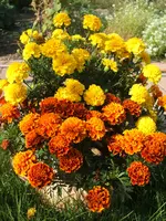 Garten 08.09 014.webp