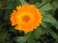 Garten 08.09 016.webp