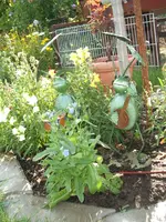 Garten 08.09 018.webp