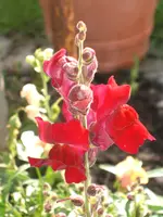 Garten 08.09 019.webp