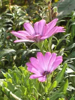 Garten 08.09 020.webp