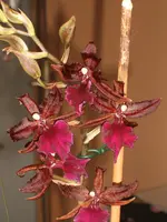 Garten 08.09 024.webp