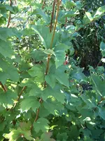 S4300001-3.webp